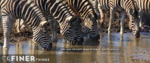 Sabi Sabi Private Game Reserve - The Ultimate African Safari‎