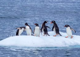 Antarctica, luxury cruising, Abercrombie and Kent