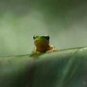 Tamborine National Park, Queensland, frog, wildlife, Danielle Lancaster