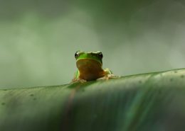 Tamborine National Park, Queensland, frog, wildlife, Danielle Lancaster