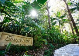 Songbirds, Tamborine Mountain,