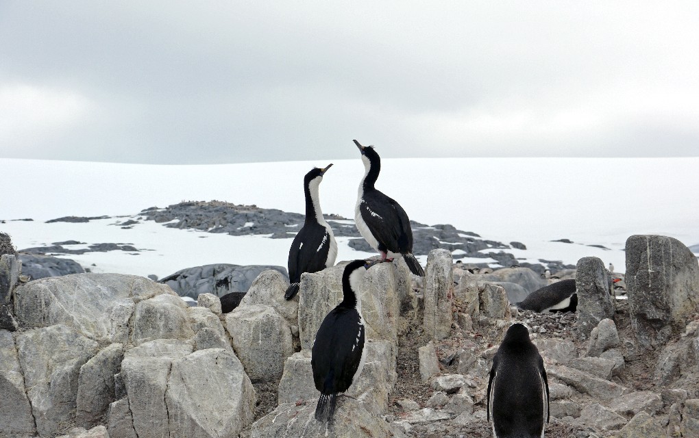 Antarctica, Wildfoot Travel, white wedding, penguins