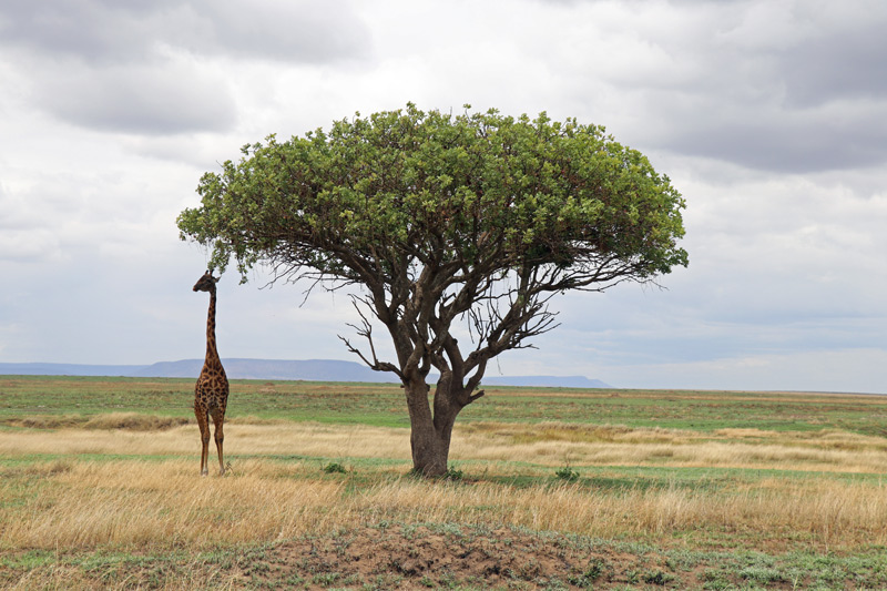 Giraffe, Serengeti, Tanzania, Ehlane Plains, Nasikia camps, Tanzania