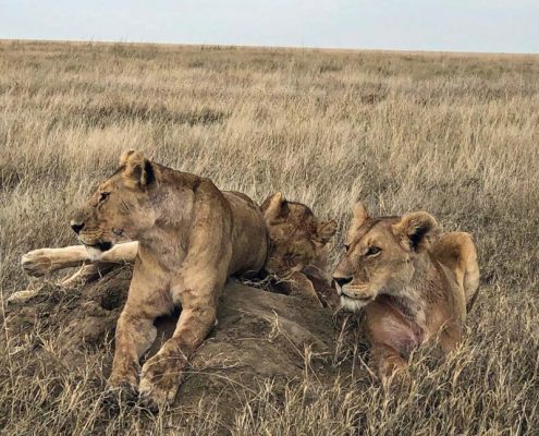 Lions, lion pride, Africa, Tanzania, Maasai Wanderings, Nasikia Camps, Classic Safari Company, on safari