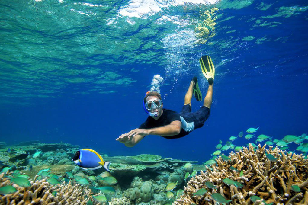 coral, snorkelling, The Maldives, coral farming, coral garden, coral conservation