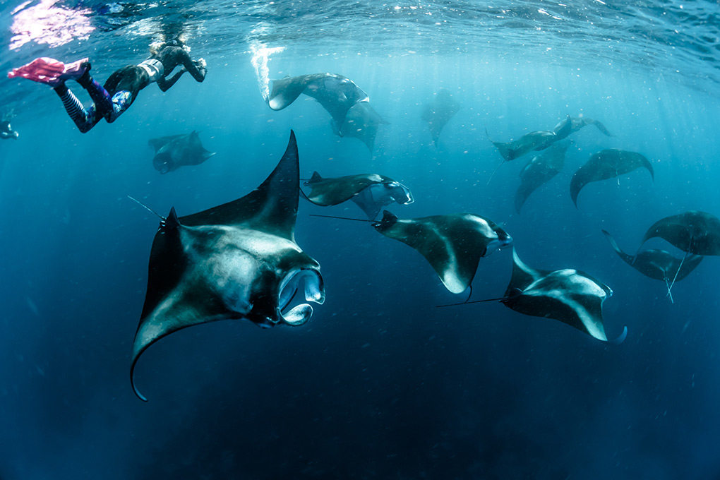 Snorkelling diving, The Maldives, manta rays