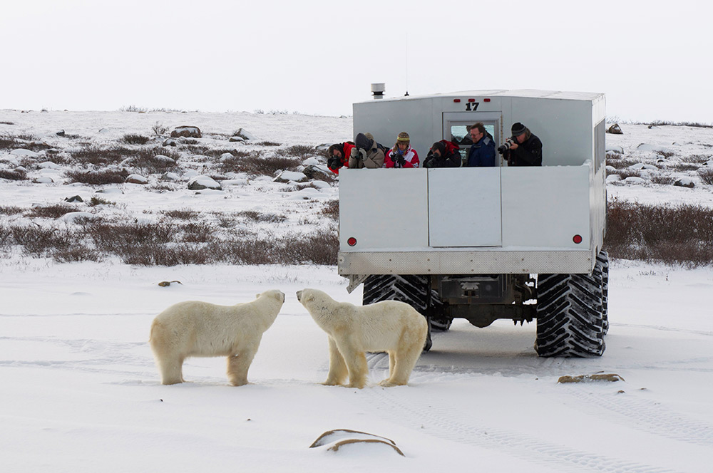 polar bears, Canada, tundra buggy