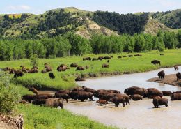 North Dakota, bison, wildlife, Theodore Roosevelt National Park