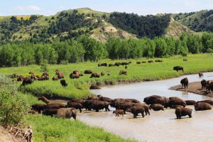 North Dakota, bison, wildlife, Theodore Roosevelt National Park