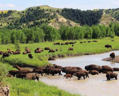 North Dakota, bison, wildlife, Theodore Roosevelt National Park