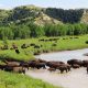 North Dakota, bison, wildlife, Theodore Roosevelt National Park