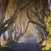 Game-of-Thrones®-The-Dark-Hedges - The-Kingsroad