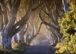 Game-of-Thrones®-The-Dark-Hedges - The-Kingsroad