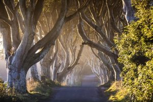 Game-of-Thrones®-The-Dark-Hedges - The-Kingsroad